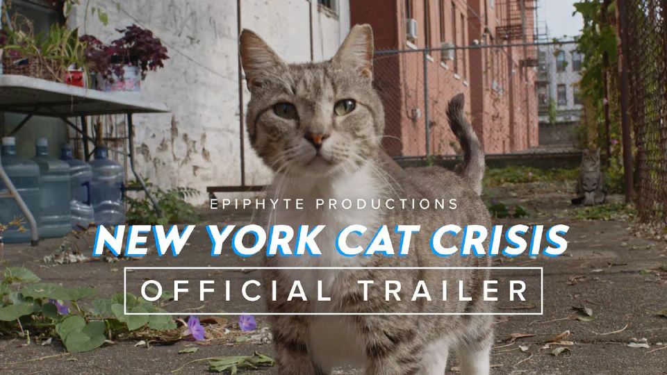 Official New York Cat Crisis trailer artwork showing a cat in a city courtyard.